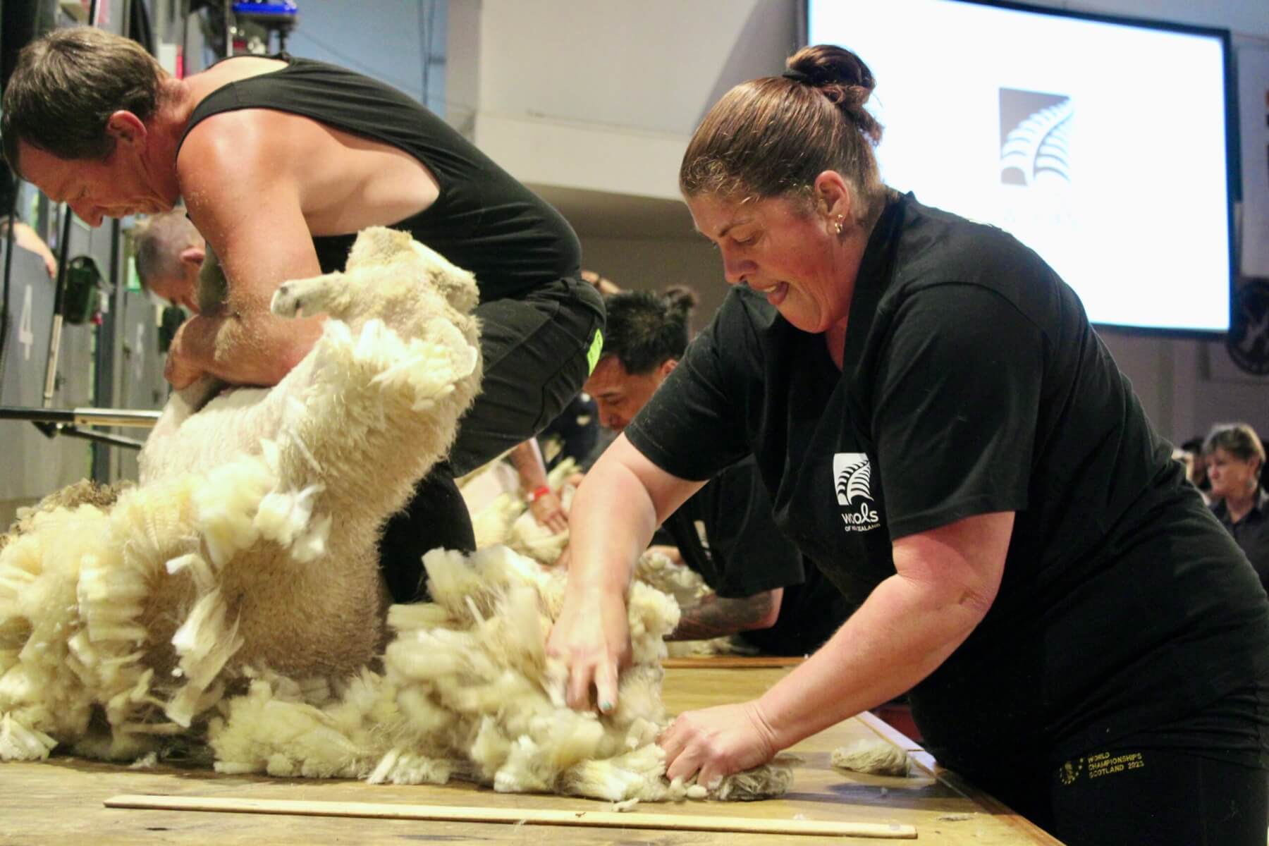 Wool Shearing Collection Jack’s shear delight | King Country News