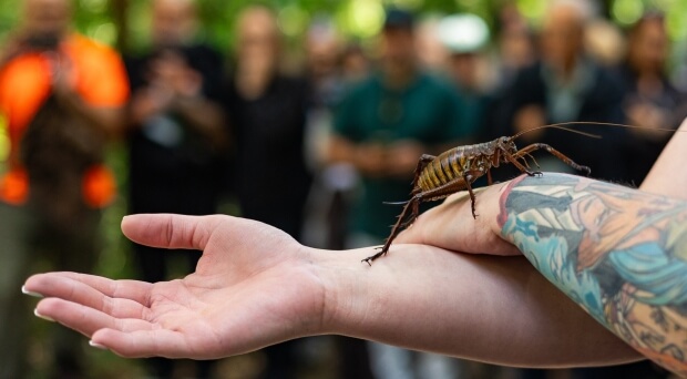 Wētā find sanctuary